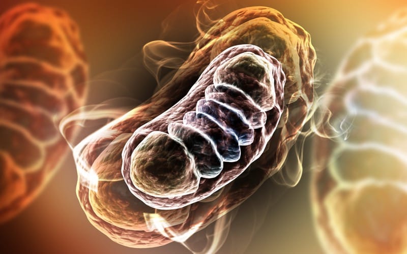 naturheilpraxis-hamburg-heilpraktiker-mitochondrien